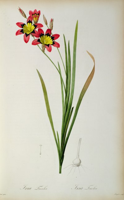 Ixia Tricolor, from 
